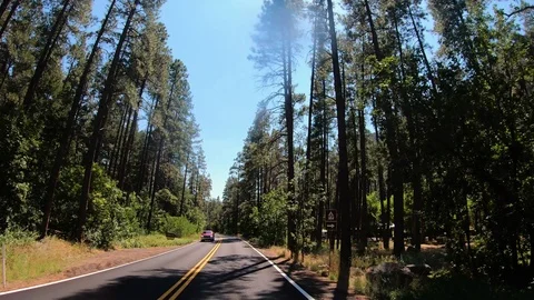 Driving Pine Trees 스톡 동영상 117216997