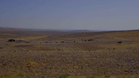 Driving Plate Side View with a beautiful view of the desert and animals Stock Footage 103330659