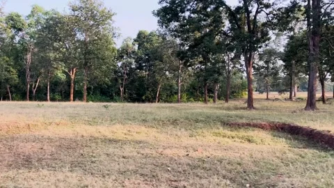 Driving plate side view of the forest from Jeep, Indian forest view Stock Footage 292603392