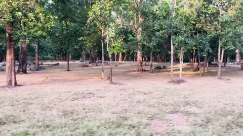 Driving plate side view of the forest from Jeep Stock Footage 292603461