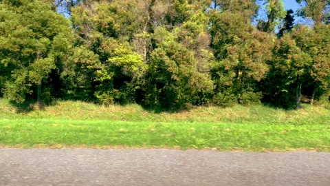 Driving plate side view of green mixed forest from car. Stock Footage 308664964