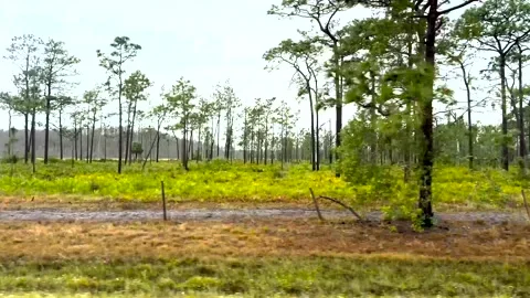 Driving Plate From Window Of A Car Through a Grassy Central Florida Landscape Stock Footage 265084926