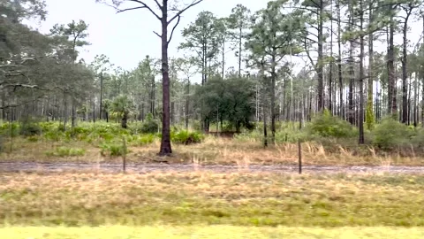 Driving Plate From Window Of A Car Through Central Florida Landscape Stock Footage 265085146