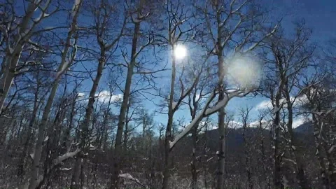 Driving plate, Winter trees, snow and sunlight, trucking shot from vehicle POV, Stock Footage 152908130