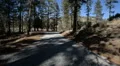 Driving Plates Forest CAM1 Front 03 Pine Forest California HD Footage