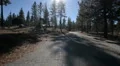 Driving Plates Forest CAM1 Front 05 Pine Forest California HD Footage