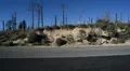 Driving Plates Mountains Canyon CAM3 L 05 Forest California HD Footage