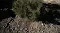 Driving Plates Mountains Canyon CAM4 R 11 Forest California HD Footage