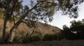 Driving Plates Multi Angle Forest Set#04 CAM3 Left 60fps HD Footage