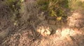 Driving Plates Multi Angle Forest Set#04 CAM4 Right 60fps HD Footage