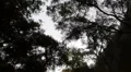 Driving Plates Multi Angle Forest CAM5 Top 01 60fps HD Footage