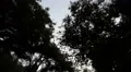 Driving Plates Multi Angle Forest CAM5 Top 02 60fps HD Footage