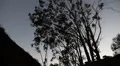 Driving Plates Multi Angle Forest CAM5 Top 03 60fps HD Footage