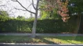 Driving Plates Multi Angle Hollywood 20 CAM4 R Vine St North at 3rd HD Footage