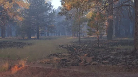 Driving point of view through a smokey forest after a fire Stock Footage 97855027