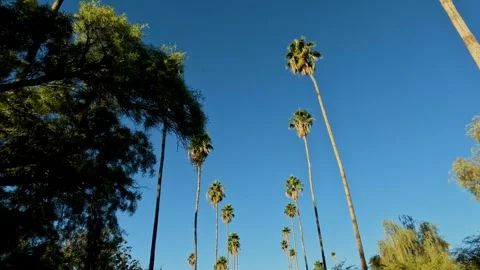 Driving POV down a street lined with tall palm trees Stock Footage 324722788