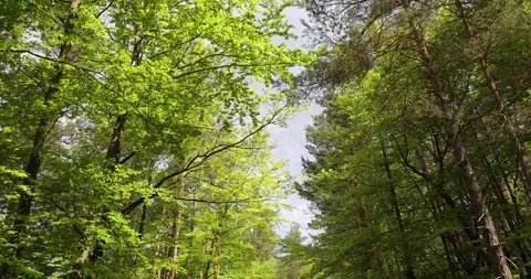 Driving POV in forest with trees look up into sunny sky. Stock Footage 162918448