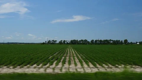 Driving POV of rows of crops passing rapidly Stock Footage 77568577