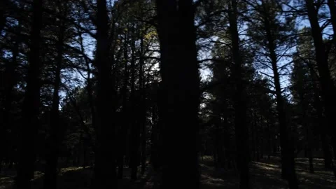 Driving POV of the sun filtering through trees in a forest Stock Footage 130794668