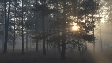 Driving POV through a burned forest with sun rays filtering through trees Stock Footage 95796983