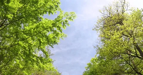 Driving Pov through forest with with view into blue sky Stock Footage 162918469