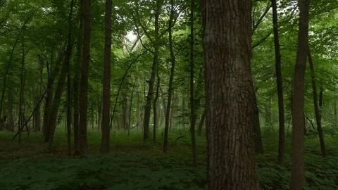 Driving POV through a pristine forest Stock Footage 93345954