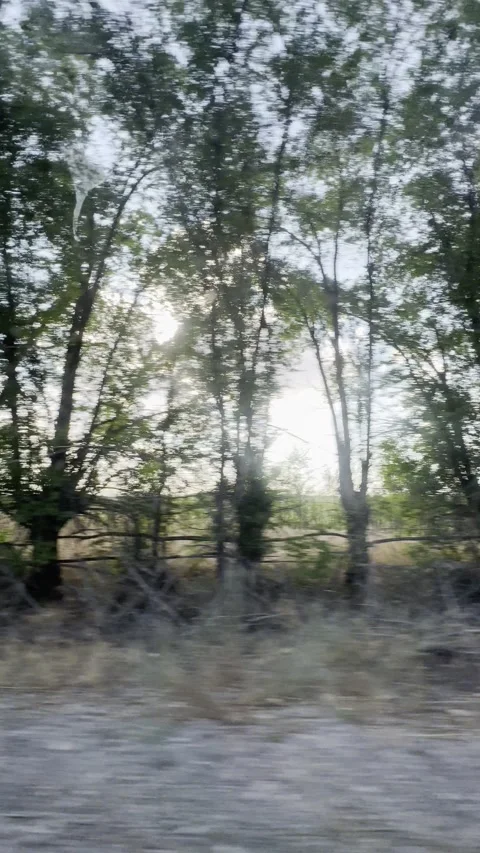 Driving POV through trees and dry fields from car window rural landscape Stock Footage 338277888