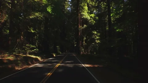 Driving POV Tilt Down to Road Ave of Giants Redwoods 4K Stock Footage 60773870
