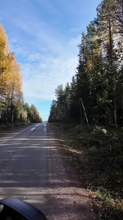 Driving on a quiet dirt road through a Swedish forest in autumn Stock Footage 340405472