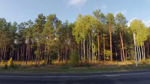 Driving Road along Forest Stock Footage 56787109