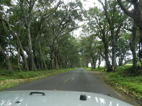 Driving on a road with eucalyptus trees on both sides Stock Photos