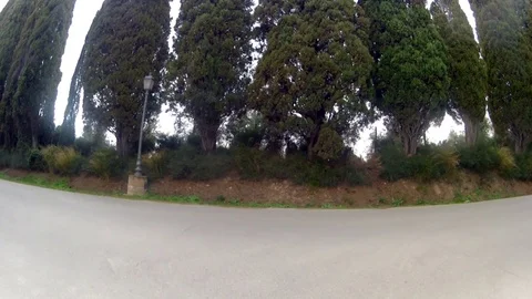 Driving on road with pine on sides Video stock 76212319