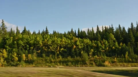Driving on the road with pine trees on roadside at national park Stock Footage 164923146