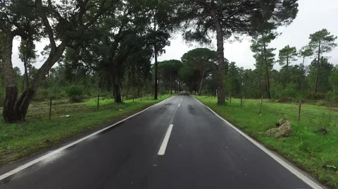 Driving on a Road in Rainy Forest Video stock 59700844