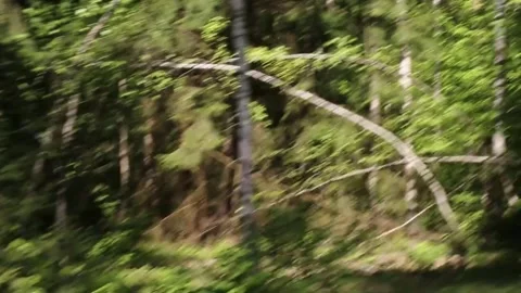 Driving on the road through the green forest Video stock 274701719