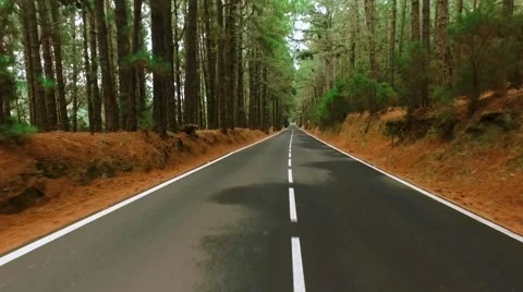 Driving on a road through a pine forest POV shaky Vídeos de archivo 56705761