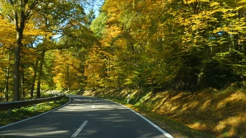 Driving on a road through the woods Stock Footage 81488965