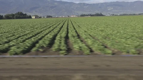 Driving by rows of vegitables on California farm Stock Footage 70757671