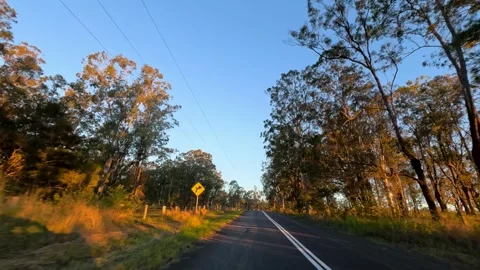 Driving on Rural Asphalt Road Through Eucalyptus Forest at Sunset Stock Footage 340321986