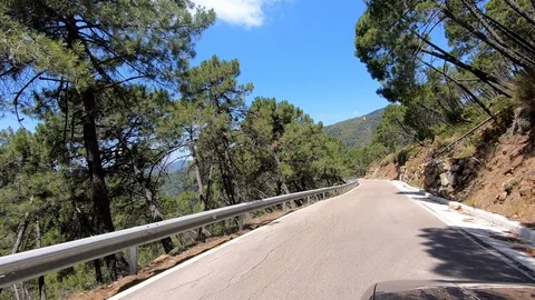 Driving on rural road between pine trees forest Stock Footage 118259946