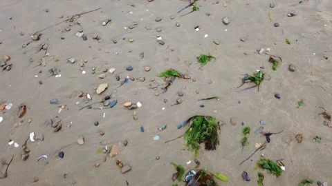 Driving on a sandy beach with seashells and algae. Vidéo 113095517
