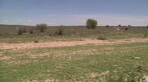 Driving in savana Stock Footage 50563237