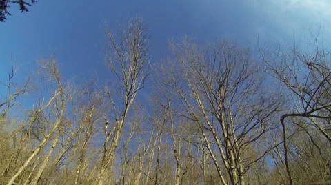 Driving shot up angle at winter trees wva.MP4 Stock Footage 35871332