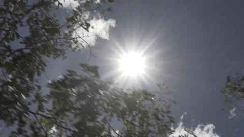Driving Shot Looking Up at Sun Flare Through Moving Caatinga, Serra da Capivara Stock Footage 321904512