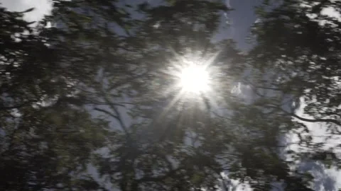 Driving Shot Looking Up at Sun Flare Through Moving Caatinga, Serra da Capivara Stock Footage 321904532