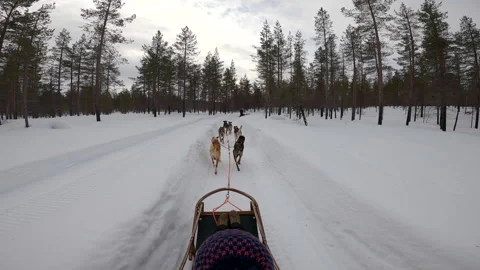 Driving a sled pulled by huskies at the arctic circle in Lapland Stock Footage 149395524