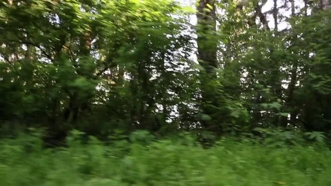 Driving slow in the woods Stock Footage 78549003