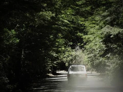Driving small white car through dense forest road Stock Photos