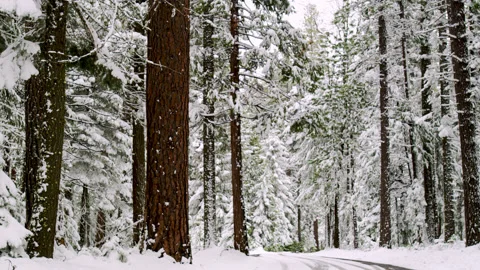 Driving in Snow covered road Stock Footage 151293515