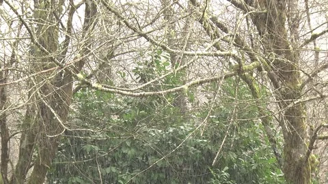 Driving snow falling against trees background Olympic Peninsula Stock Footage 70736430